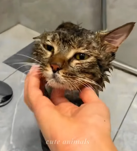 T0307038 family rescued cat from the side of the road and then cuteanimal part2