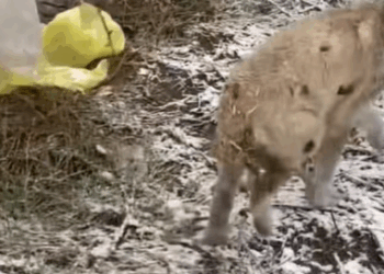 T0907027 No more chains part2