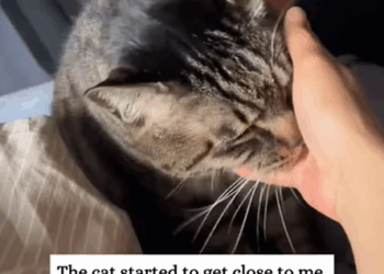 T1307006 I saved a cat that stepped on a mousetrap part2