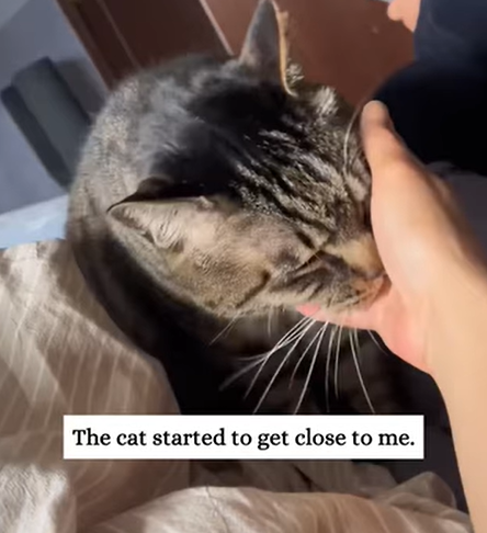 T1307006 I saved a cat that stepped on a mousetrap part2