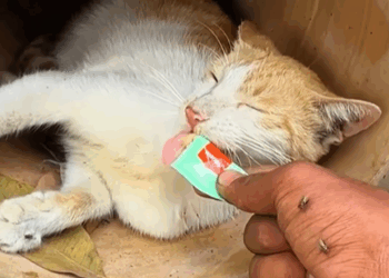 T0307041 want to help this stray cat family but the mother cat thinks part2