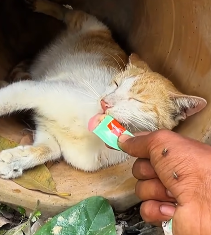 T0307041 want to help this stray cat family but the mother cat thinks part2