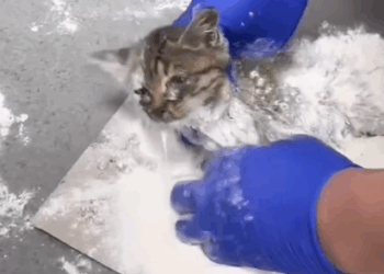 T0907007 Not a stray part2