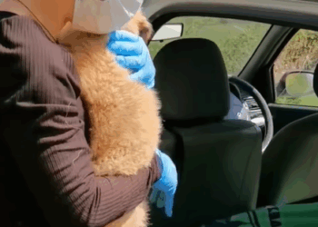 T1307020 dog rescue rescue animal animalsoftiktok rescueanimals pupup pup part2