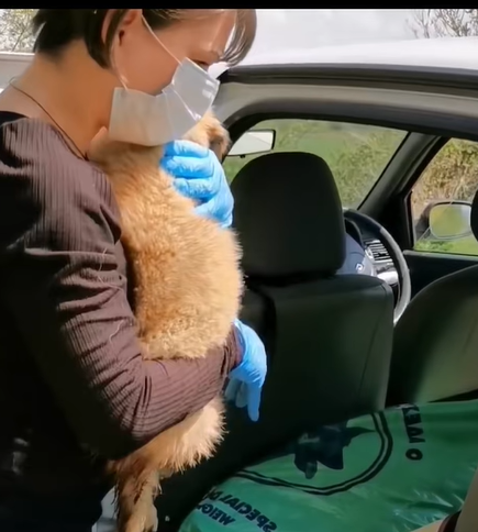 T1307020 dog rescue rescue animal animalsoftiktok rescueanimals pupup pup part2