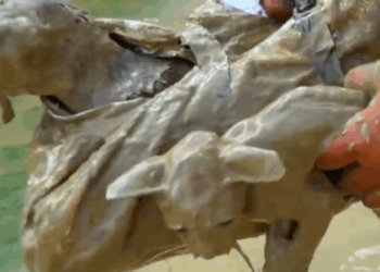 T0307006 Rescue a kitten and puppy rescue animals animalsoftiktok fyp res part2