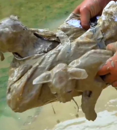 T0307006 Rescue a kitten and puppy rescue animals animalsoftiktok fyp res part2