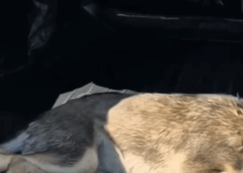 T0907014 I rescue an abandoned dog in the countryside part2