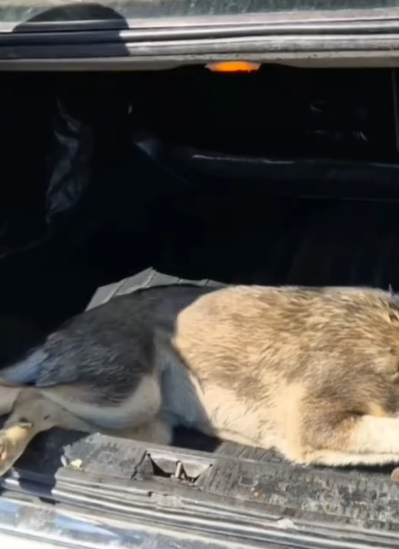 T0907014 I rescue an abandoned dog in the countryside part2