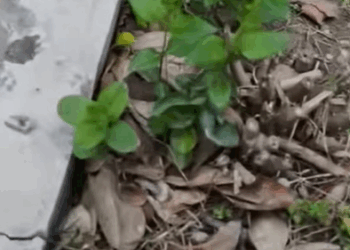 T1307024 Love will regrow flesh and blood rescue cute love cat goodbaby part2