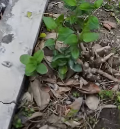 T1307024 Love will regrow flesh and blood rescue cute love cat goodbaby part2