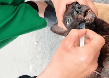 T0307042 Rescue mama dog rescue rescueanimals rescuedog dog part2