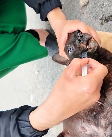 T0307042 Rescue mama dog rescue rescueanimals rescuedog dog part2