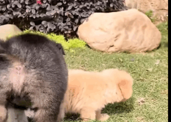 T1307011 If it were you would you open this sack to save the dog like this part2