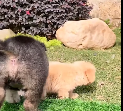 T1307011 If it were you would you open this sack to save the dog like this part2