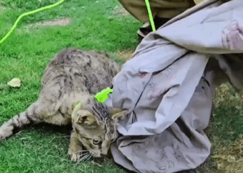 T0307009 Rescue family of cats rescue animals animalsoftiktok fyp rescu part2