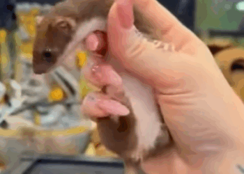 T0307023 The girl adopted baby stoat lying on the road stoat babystoats part2