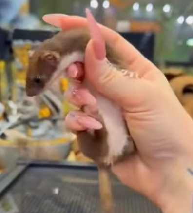 T0307023 The girl adopted baby stoat lying on the road stoat babystoats part2