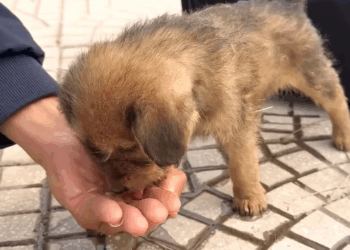 T1307010 man rescued dying homeless dog lying on the side of the road part2
