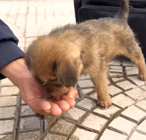 T1307010 man rescued dying homeless dog lying on the side of the road part2