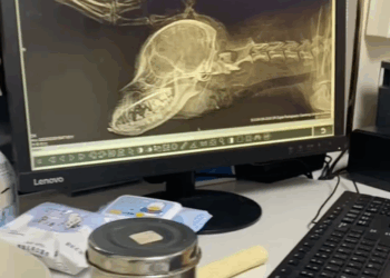 T0305007 Help dog in accident on the road #pet #fyp #xuhuong #trending #dog #dogsoftiktok #petsoftiktok part2