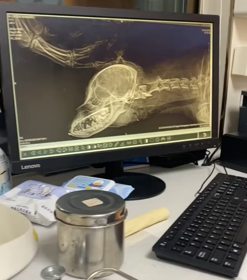 T0305007 Help dog in accident on the road #pet #fyp #xuhuong #trending #dog #dogsoftiktok #petsoftiktok part2