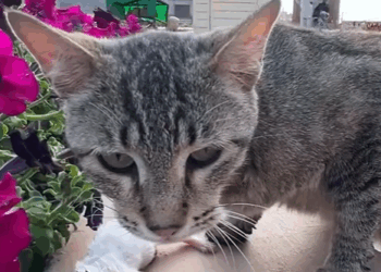 T0307008 Rescue poor family of cats rescue animals animalsoftiktok fyp part2