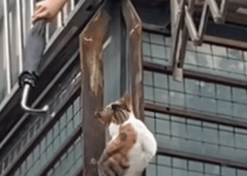 T0907004 It was difficult to save him fortunately his life was not in danger part2