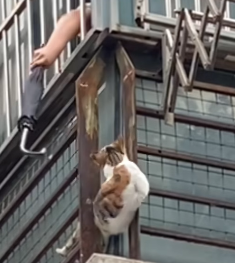 T0907004 It was difficult to save him fortunately his life was not in danger part2