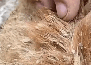 T1307018 Rescue a poor kitten rescue animals rescueanimals fyp kitten part2