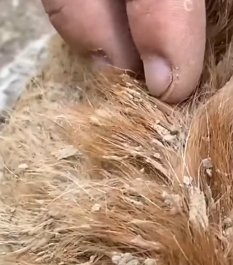 T1307018 Rescue a poor kitten rescue animals rescueanimals fyp kitten part2