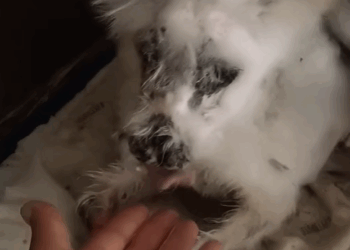 T0305015 No one needs me 🥹 #pet #trending #fyp #xuhuong #petsoftiktok #dog #dogsoftiktok part2