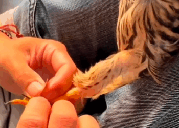 T0307030 man rescues bird stuck in the water and then cuteanimals bird part2