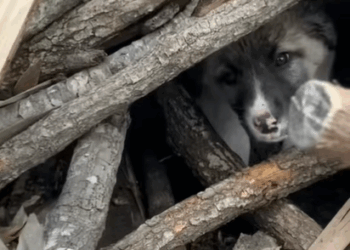 T0907020 I rescued an abandoned dog in the countryside part2