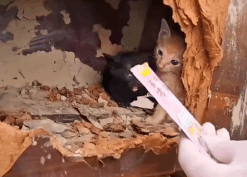 T1307022 puppy finds stranded stray cat and seeks help animals rescueanimals part2