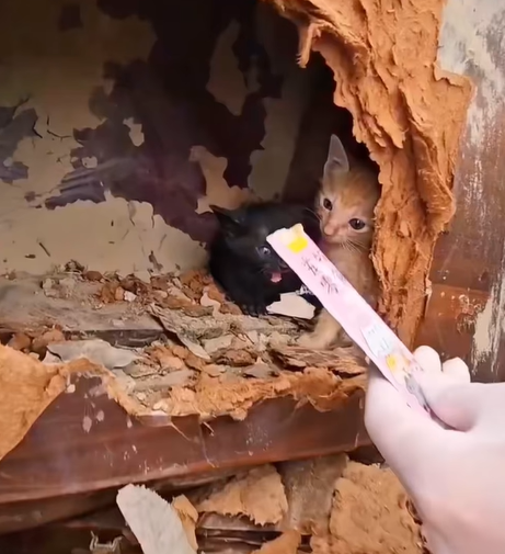 T1307022 puppy finds stranded stray cat and seeks help animals rescueanimals part2