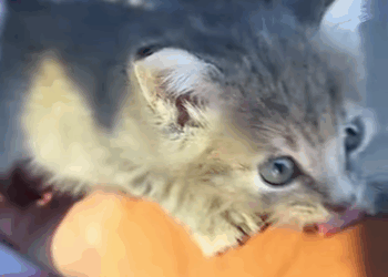 T0307003 Rescue a kitten on the road rescue animals animalsoftiktok rescue part2