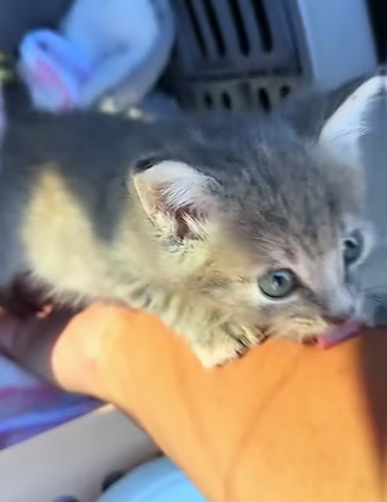 T0307003 Rescue a kitten on the road rescue animals animalsoftiktok rescue part2