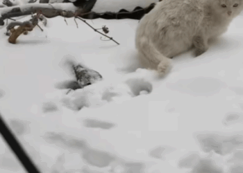 T0907013 Love fixed her soul part2