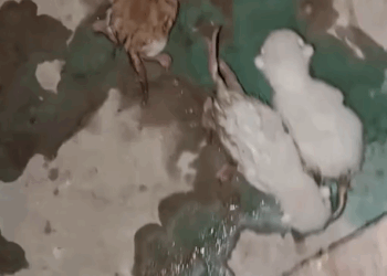 T1307015 poor kittens rescue and happy ending rescueanimals kittensoftikto part2