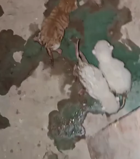 T1307015 poor kittens rescue and happy ending rescueanimals kittensoftikto part2