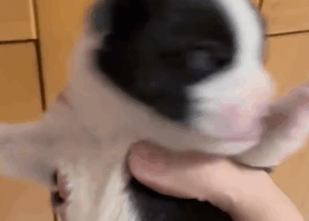 T0305009 From an abandoned dog, now I have a home, a family that loves me ❤️ #pet #fyp #xuhuong #trending #dog #dogsoftiktok #petsoftiktok part2