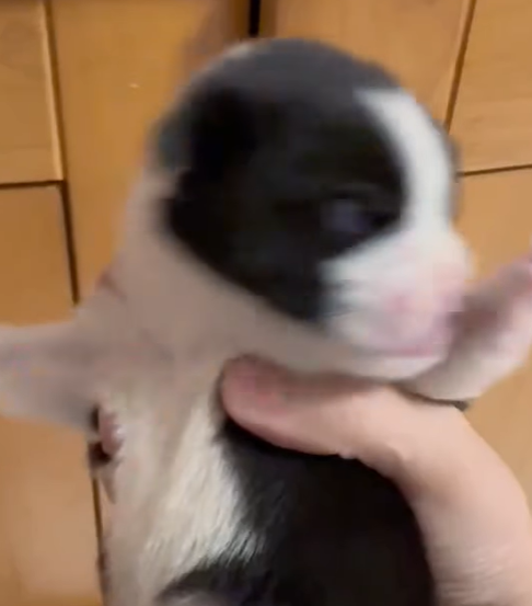 T0305009 From an abandoned dog, now I have a home, a family that loves me ❤️ #pet #fyp #xuhuong #trending #dog #dogsoftiktok #petsoftiktok part2