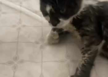 T0907024 Love found her first part2