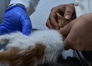 T1307014 Rescue a kitten on the road and 1 year later part2