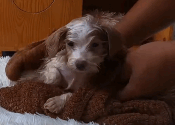 T0307005 Rescue a puppy rescue animals animalsoftiktok rescueanimals pupp part2