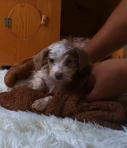 T0307005 Rescue a puppy rescue animals animalsoftiktok rescueanimals pupp part2