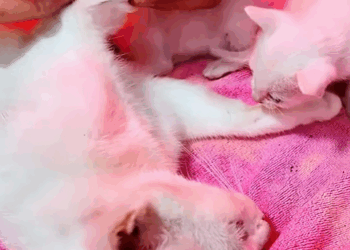 T0307004 Rescue family of cats rescue animals animalsoftiktok rescueanim part2