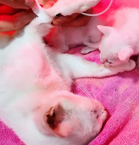 T0307004 Rescue family of cats rescue animals animalsoftiktok rescueanim part2