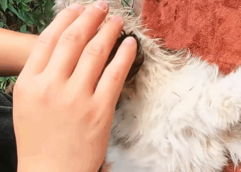 T1307009 Do you have enough love for animals to save such a dying dog rescue part2